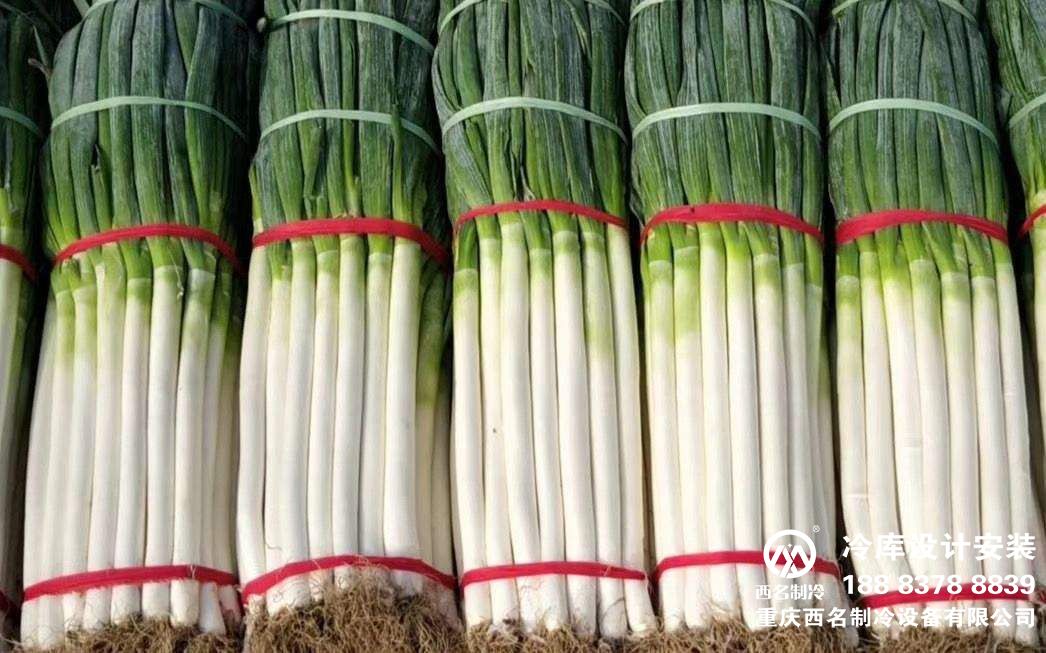 建一个储存100吨的大葱冷库需要多少钱？