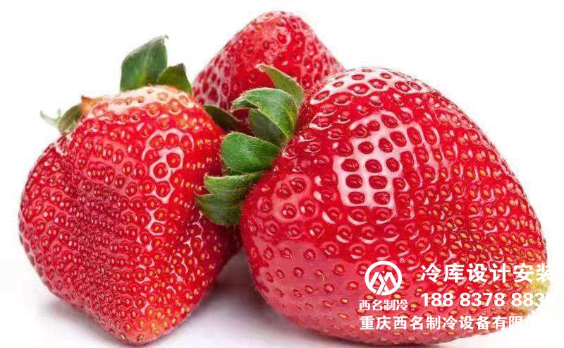 草莓速冻冷库能保存多久？