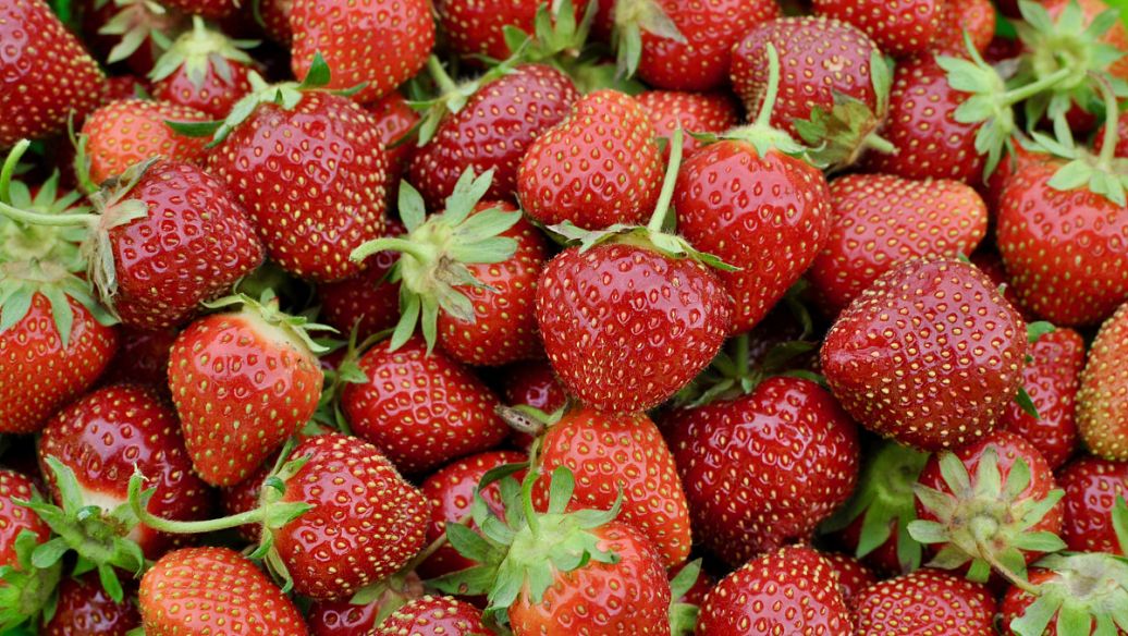 建100吨的草莓冷冻库大约需要多少钱？