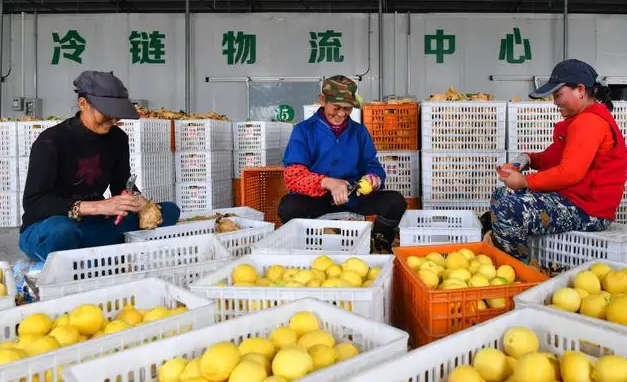 资阳安岳县建一个柠檬仓储冷链物流中心冷库要多少钱？
